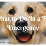 Doggy Dilemmas: What to Do In a Pet Emergency