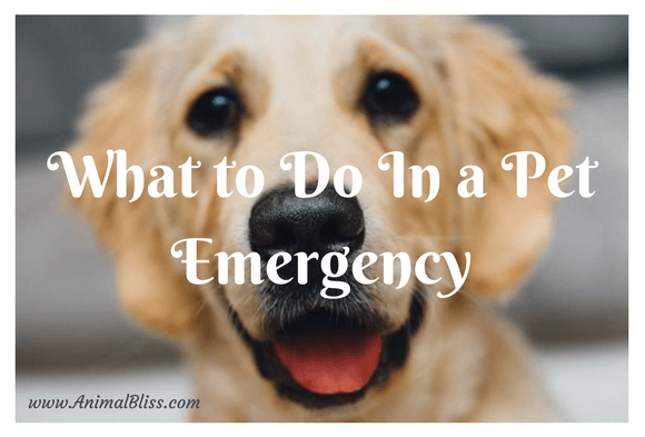Doggy Dilemma: What to do in a pet emergency.