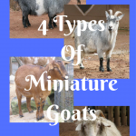 4 Types Of Miniature Goats You Would Want As A Pet
