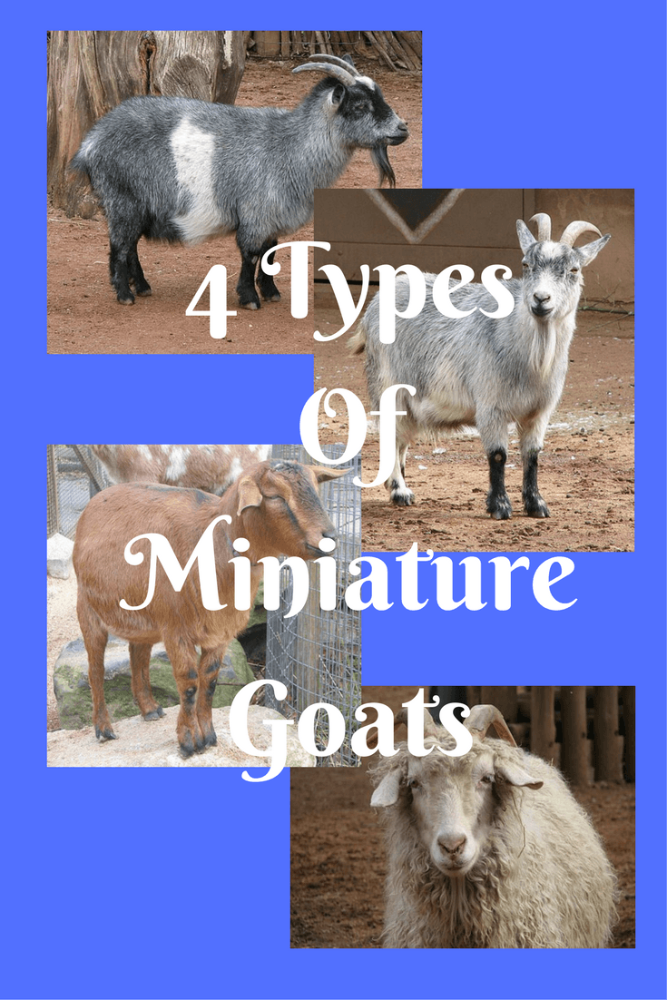 4 Types Of Miniature Goats You Would Want As A Pet -