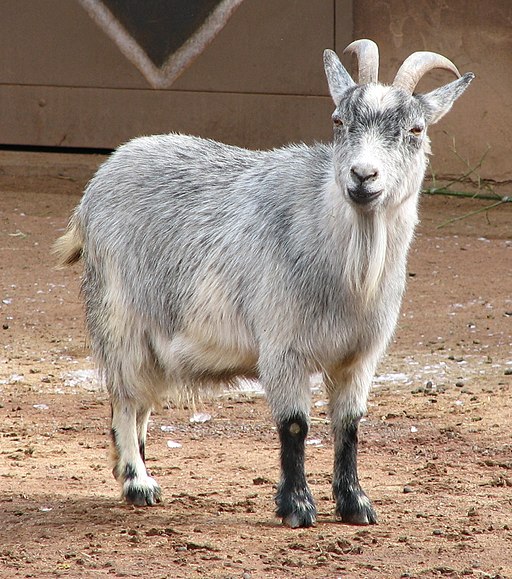 African Pygmy Goat