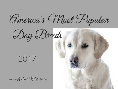 most popular dog breeds 2017