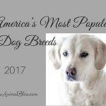 Americas Most Popular Dog Breeds, Rankings List 2017