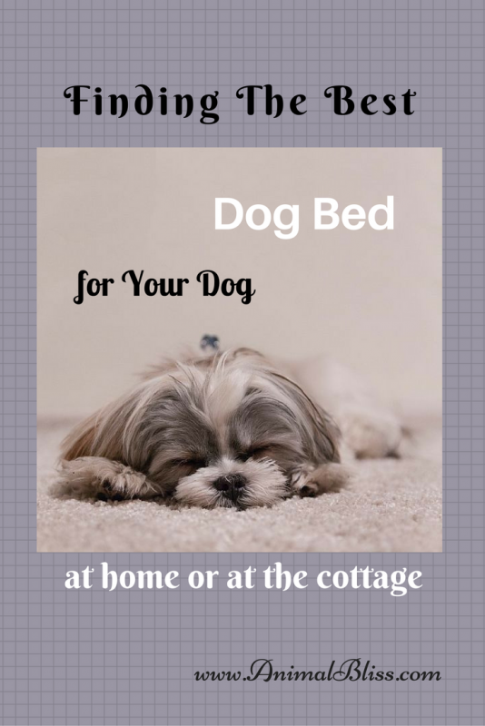 The Best Dog Bed for Your Dog at Home or at the Cottage