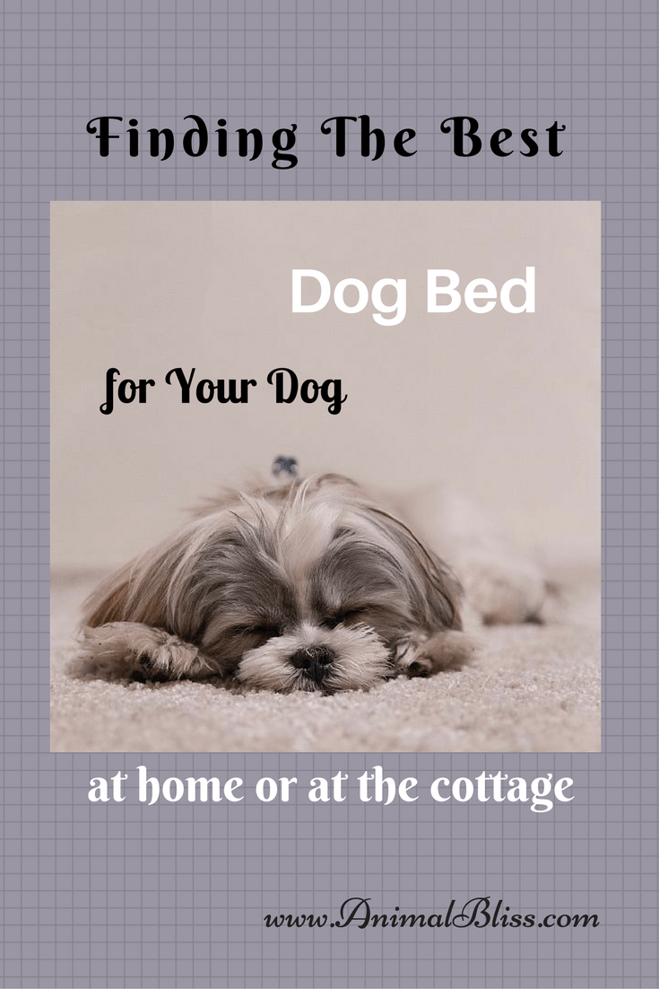 The Best Dog Bed for Your Dog at Home or at the Cottage