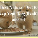 Best Natural Food to Keep Your Dog Healthy and Fit