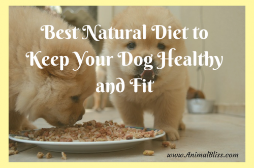 Best Natural Diet to Keep Your Dog Healthy and Fit