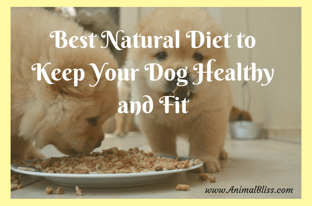 Best Natural Food to Keep Your Dog Healthy and Fit