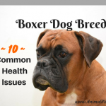 Boxer Dog Breed Common Diseases, 10 Common Boxer Health Issues