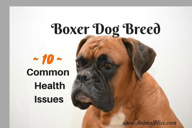You would do well to be aware of the boxer dog breed common diseases that may occur if you are thinking of adopting a boxer.