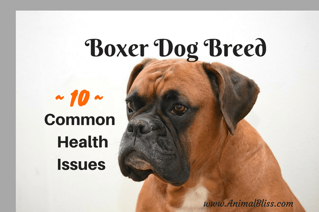 You Would Do Well To Be Aware Of The Boxer Dog Breed Common Diseases 