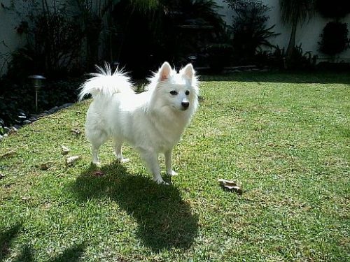 Raising an American Eskimo Puppy, Dog Breed Training