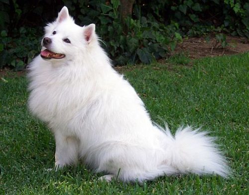 Raising an American Eskimo Puppy, Dog Breed Training