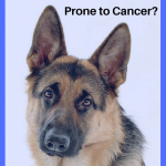 German Shepherds Are Prone to Cancer: Tips to Prevent It
