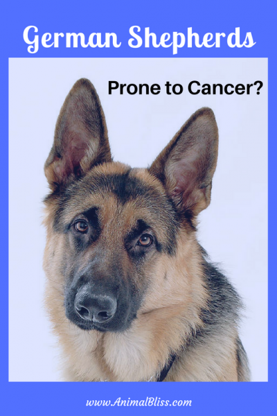 German Shepherds are prone to cancer and rank high on the disease scale but there are things you can do to help protect your dog.
