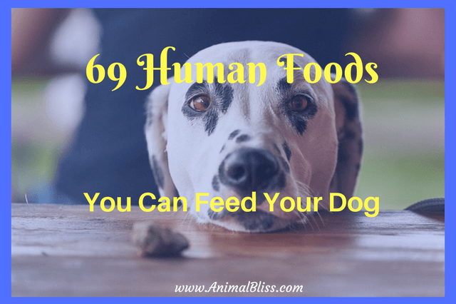 69 Human Foods You Can Feed Your Dog [Infographic]