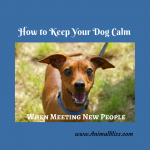 3 Ways to Keep Your Dog Calm When Meeting New People