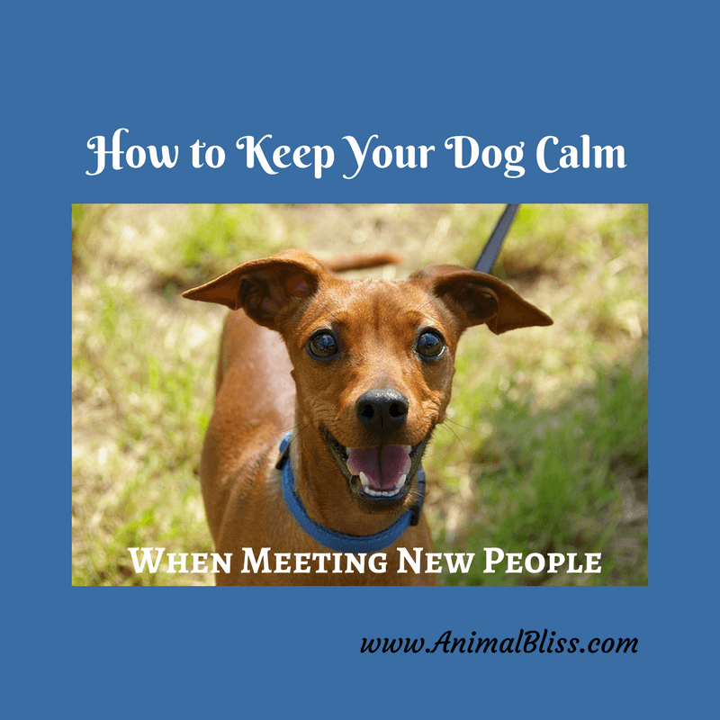 3 Effective Ways to Keep Your Dog Calm When Meeting New People