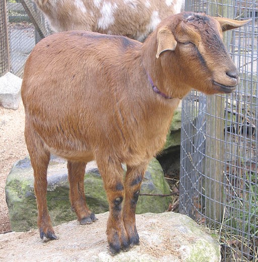 Kinder Goat Kinder Goat