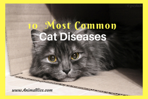 10 Most Common Cat Diseases You Should Be Aware Of