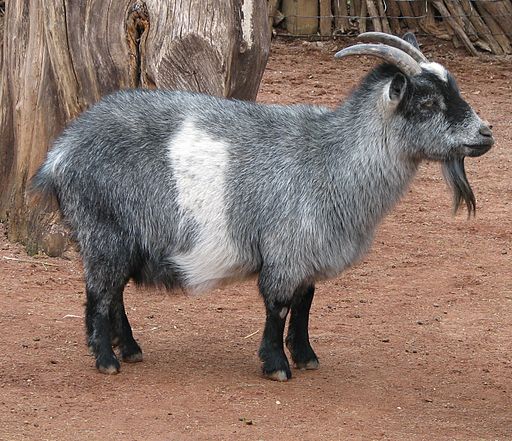 Nigerian Dwarf Goat Nigerian Dwarf Goat
