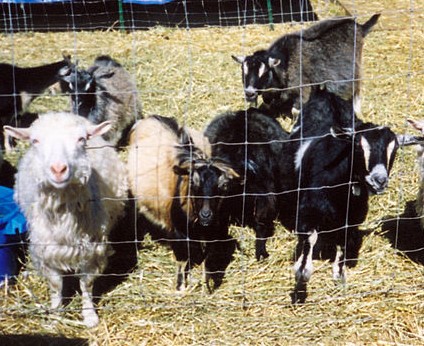 Nigora Goats