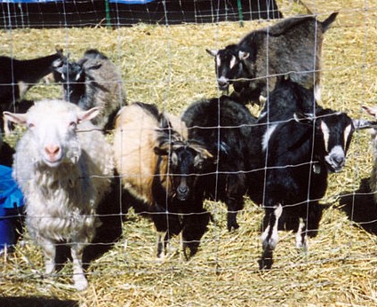Nigora Goats Nigora Goats
