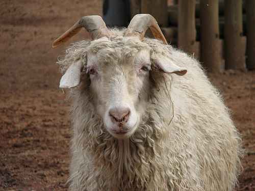 Pygora Goat Pygora Goat