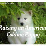 Raising an American Eskimo Puppy, Dog Breed Training