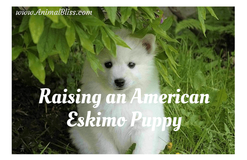 Raising an American Eskimo Puppy, Dog Breed Training