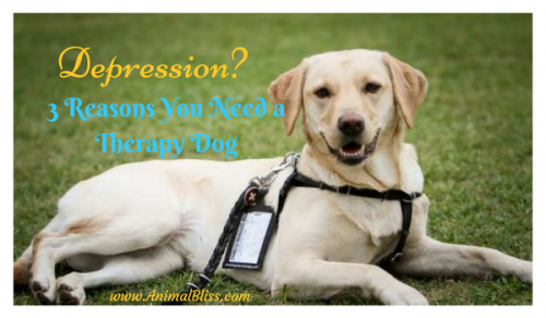 Do you suffer from depression? Here are 3 valid reasons why you need a therapy dog to help you through.