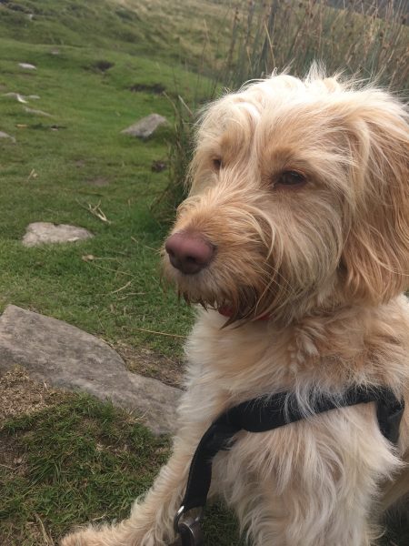 Is a Cockapoo the perfect dog for you? Character traits of this Cocker Spaniel and Poodle mix can help you decide if this is the one for you.