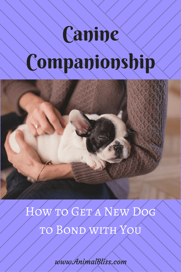 Canine Companionship: How to Get a New Dog to Bond with You
