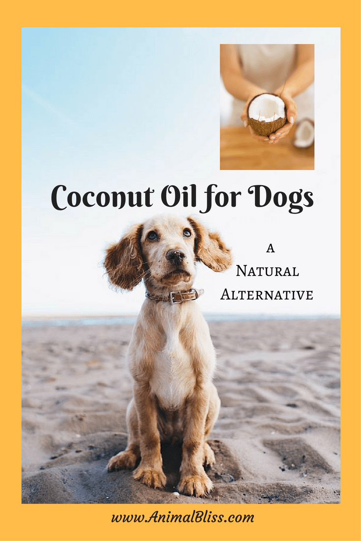 Coconut oil for dogs has proven to provide numerous benefits for our canine friends, from dry itchy skin to digestion issues. Keep reading.