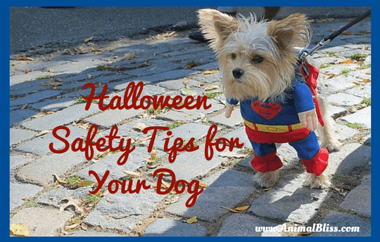 Follow these Halloween safety tips for your dog. As a dog-owner, it is your responsibility to make sure your pups are always happy and healthy.