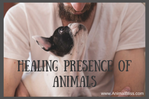 The healing presence of animals on people recovering from trauma, surgery, anxiety, depression and other mental issues is well-documented.