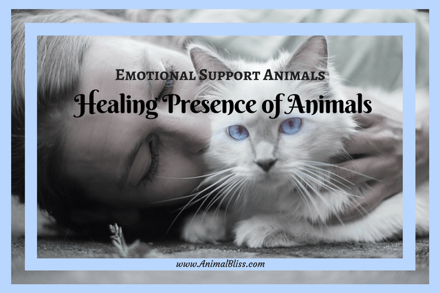 The healing presence of animals on people recovering from trauma, surgery, anxiety, depression and other mental issues is well-documented.