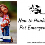 How to Handle a Pet Emergency, Animal Accidents and Injuries