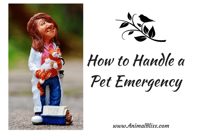 Would you know how to handle a pet emergency after your dog or cat is injured? Quickly understanding what to do could save your pet's life.