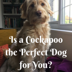 Is a Cockapoo the Perfect Dog for You? Breed Characteristics