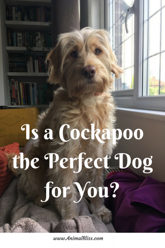 Is a Cockapoo the perfect dog for you? Character traits of this Cocker Spaniel and Poodle mix can help you decide if this is the one for you.