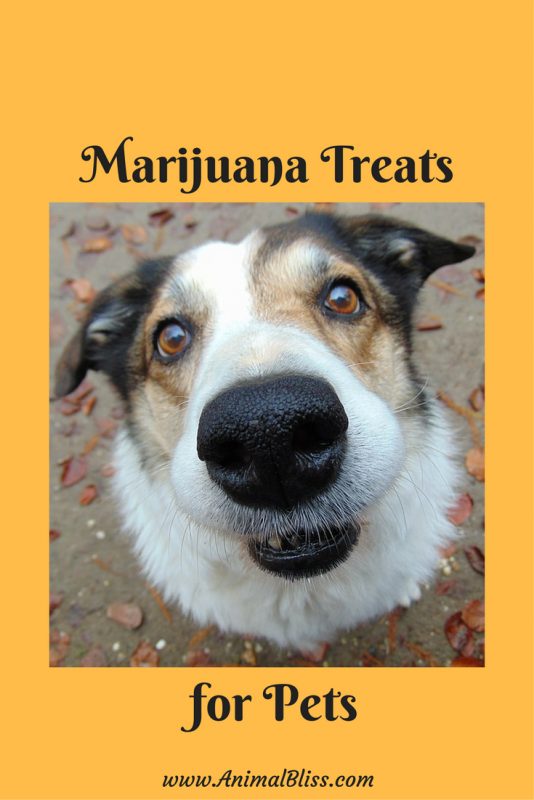 Marijuana Treats for Pets - Benefits of CBD for Your Pet