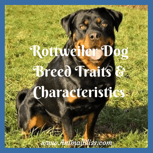 The Rottweiler dog breed possesses inherent traits and characteristics, but each dog differs based on training, environment, and circumstance.