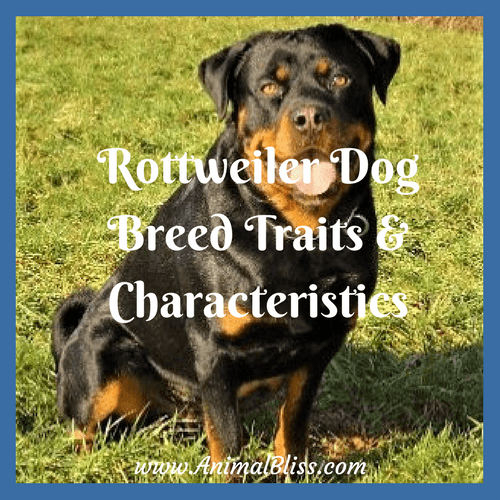 how to choose a rottweiler breeder