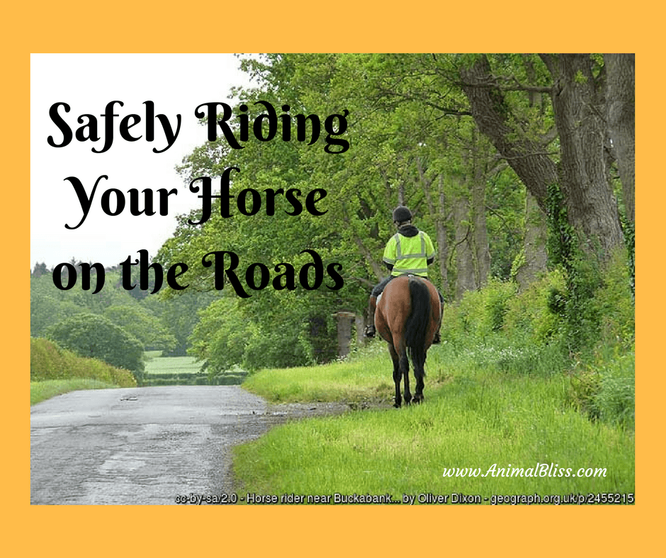 Do you follow the rules for safely riding your horse on the roads? Here are some tips and pointers to keep you and everyone else safe.