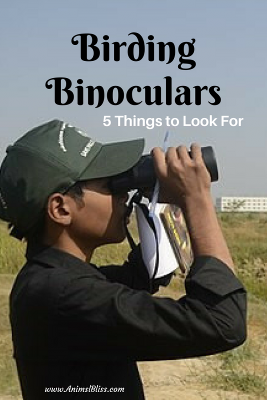 Top 5 things to look for when buy a good pair of birding binoculars.