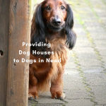 Habitat for Hounds: Needy Dogs Getting Warm Dog Houses