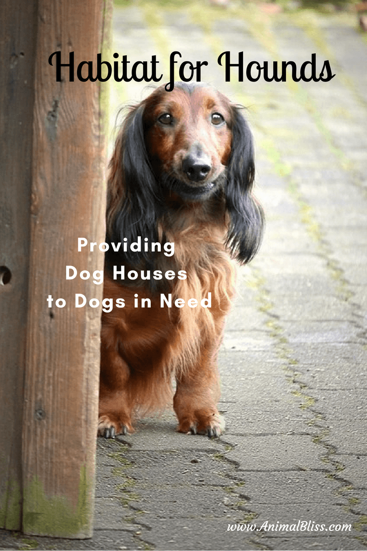 Habitat for Hounds is all about getting warm, insulated dog houses to dogs in need. Or, pay a pittance and get detailed plans to build your own.