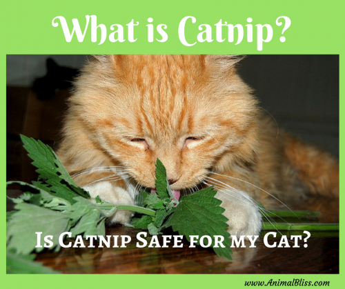 Is catnip safe for my cat? We love our cats and many of us turn to catnip as a special treat. But what is catnip?