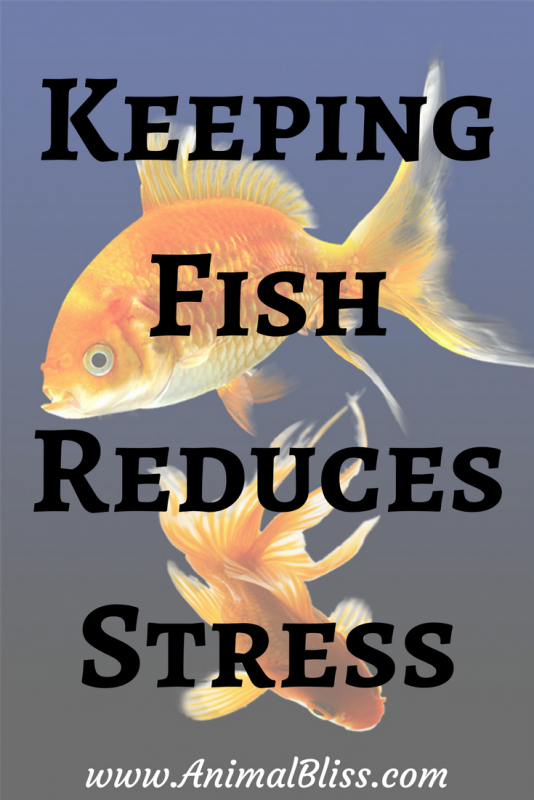 Keeping Fish Reduces Stress and Improves Mental Health